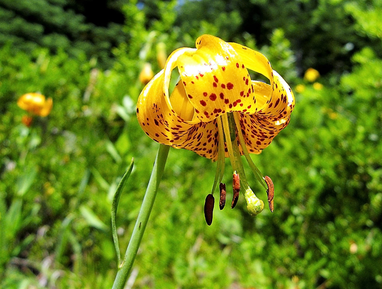 15 Western Hybrid Lily (Lillium Western Hybrids) Seeds