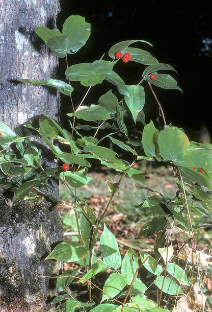 10 Hookers Fairybells (Prosartes Disporum Hookeri) Seeds