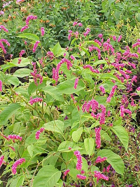 10 Kiss Me Over The Garden Gate (Polygonum Orientale Persicaria Orientalis) Seeds
