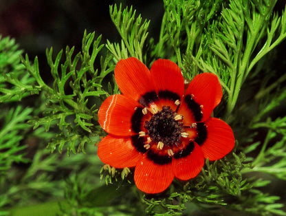 10 Adonis/Pheasant's Eye (Adonis Aestivalis) Seeds