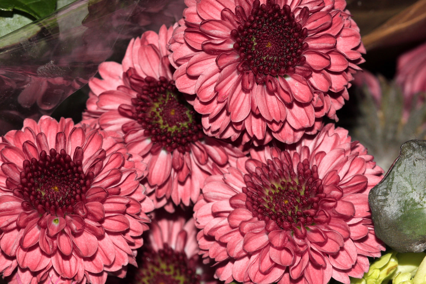 50 Tricolor  Double Painted Daisy (Chrysanthemum Carinatum Tanacetum) Seeds