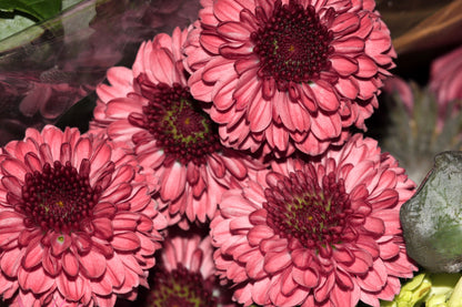 50 Tricolor  Double Painted Daisy (Chrysanthemum Carinatum Tanacetum) Seeds