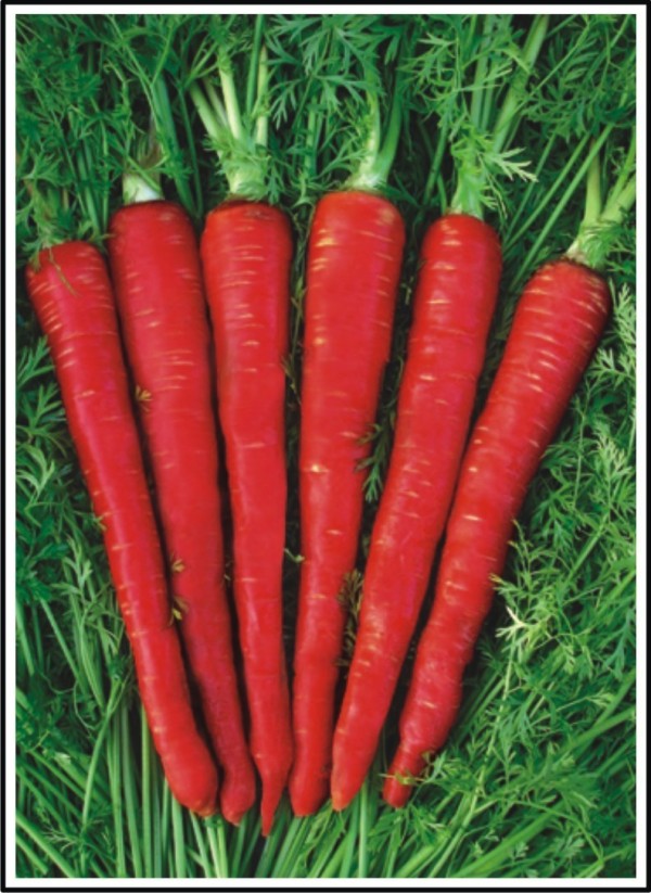 Carrot-Kesar