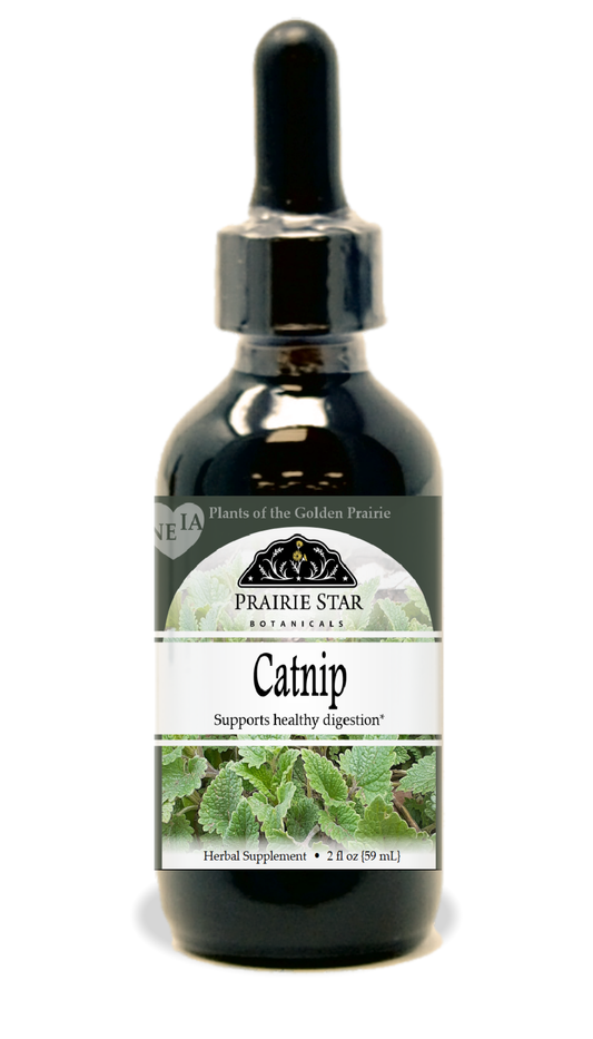 Catnip Tincture or Glycerite