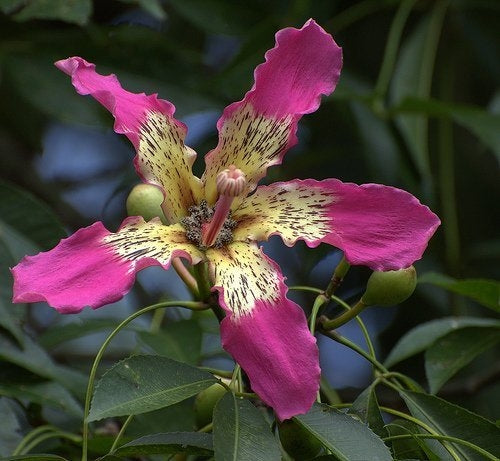 Silk Floss Tree (Ceiba Speciosa) Seeds