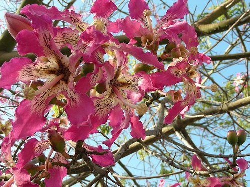 Silk Floss Tree (Ceiba Speciosa) Seeds