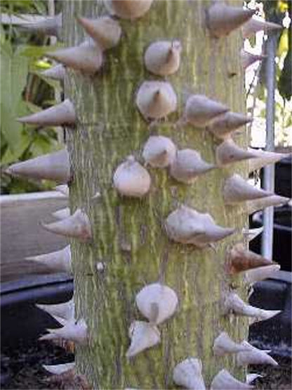 Silk Floss Tree (Ceiba Speciosa) Seeds