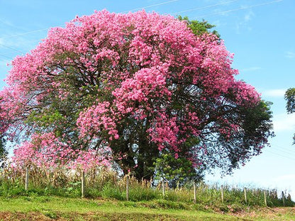 Silk Floss Tree (Ceiba Speciosa) Seeds