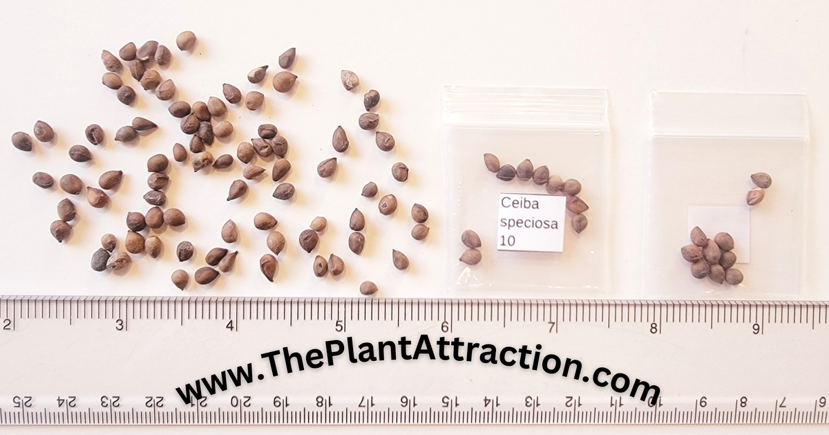 Silk Floss Tree (Ceiba Speciosa) Seeds