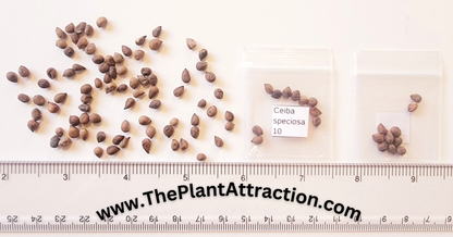 Silk Floss Tree (Ceiba Speciosa) Seeds