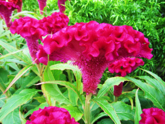 Pink Crested Cockscomb (Celosia argentea var. cristata) Seeds