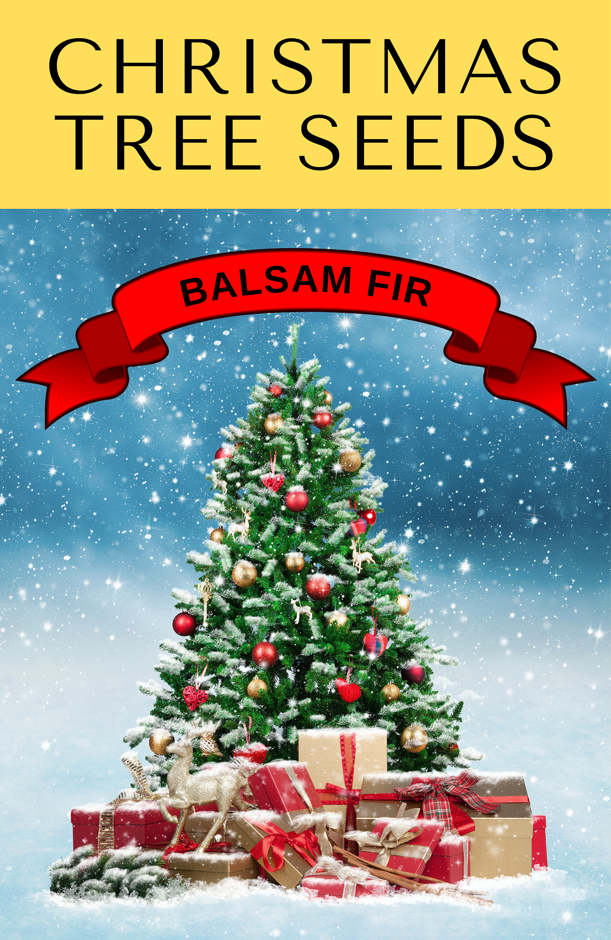 30 Balsam Fir Tree (Abies Balsamea) Seeds
