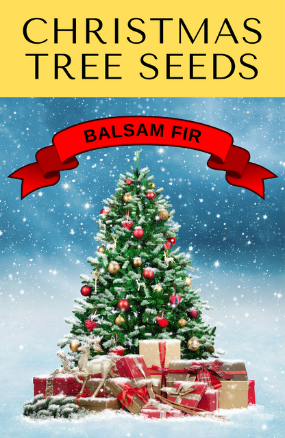 30 Balsam Fir Tree (Abies Balsamea) Seeds
