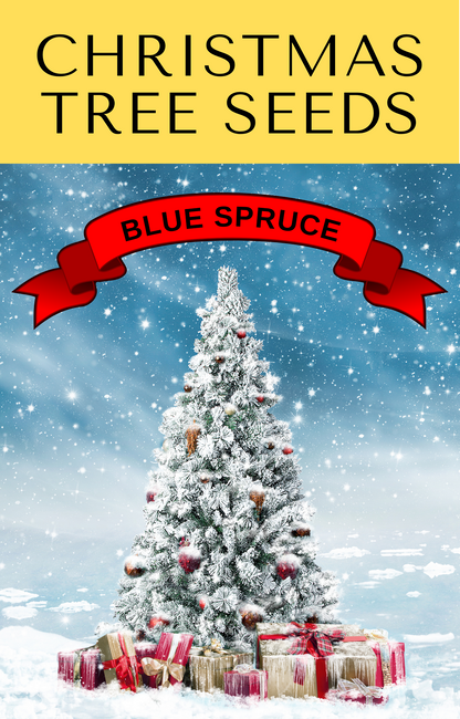 Colorado Blue Spruce (Picea pungens) Seeds – 50 ct