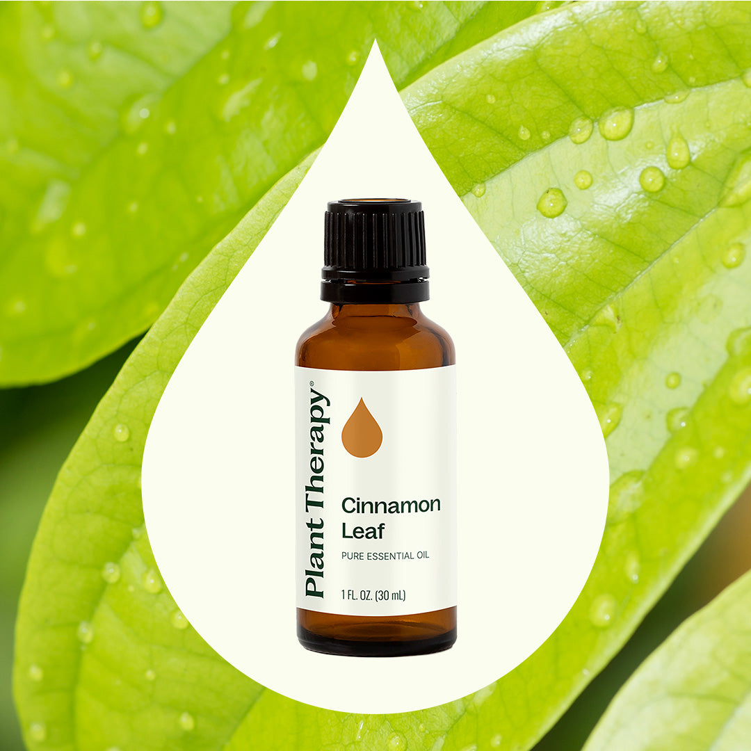 Cinnamon Leaf Essential Oil