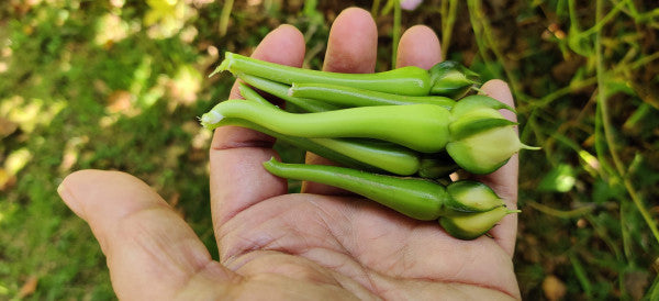 Clove Bean