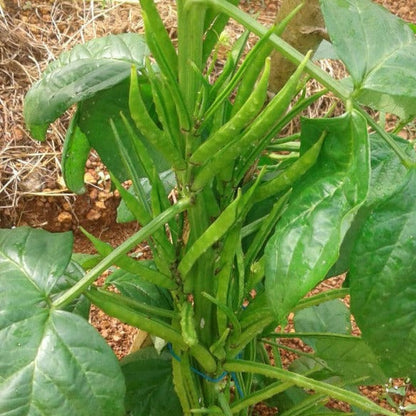 Gawar Bean-Rajasthan