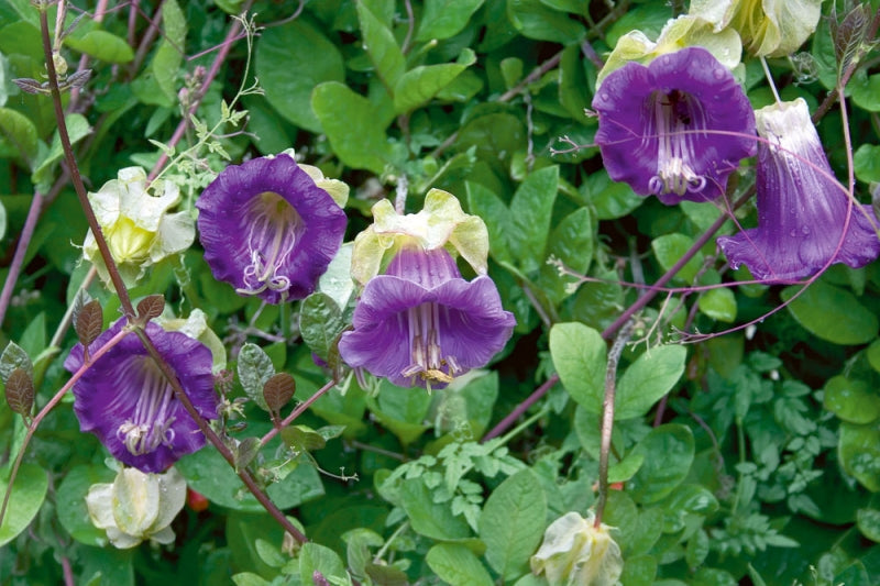 Cathedral Bells (Cobaea Scandens) Seeds