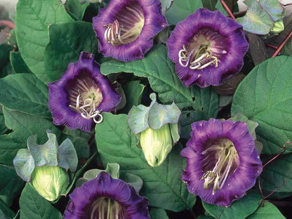 Cathedral Bells (Cobaea Scandens) Seeds