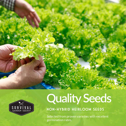 Cool Weather Garden Seeds Collection – 5 Heirloom Non-GMO Vegetables for Fall & Spring Planting | Cold-Hardy Greens & Herbs