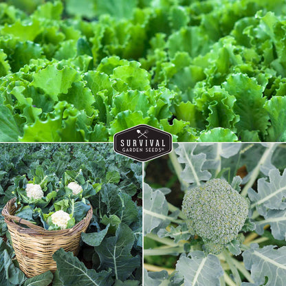 Cool Weather Garden Seeds Collection – 5 Heirloom Non-GMO Vegetables for Fall & Spring Planting | Cold-Hardy Greens & Herbs