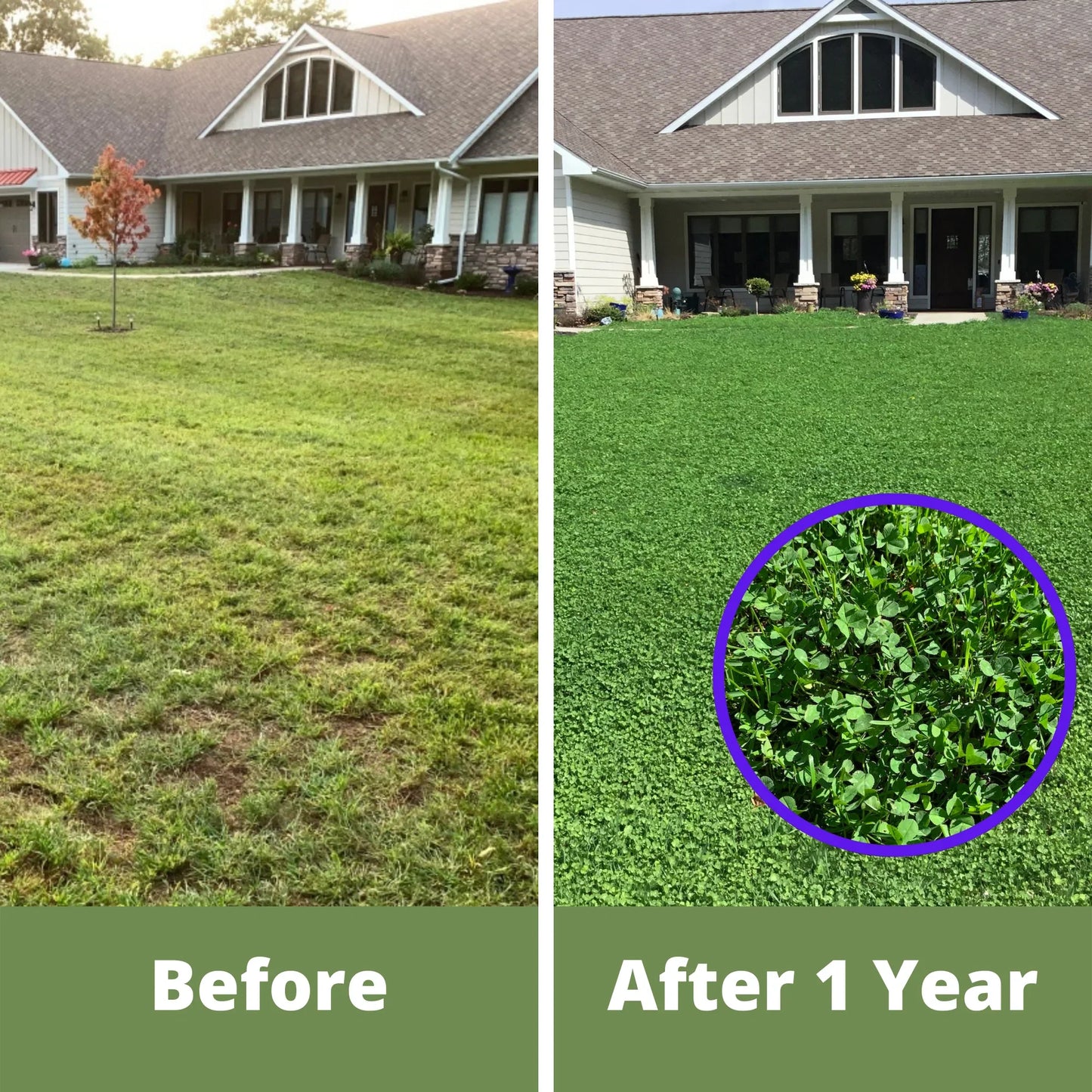 Dutch White Clover Seed