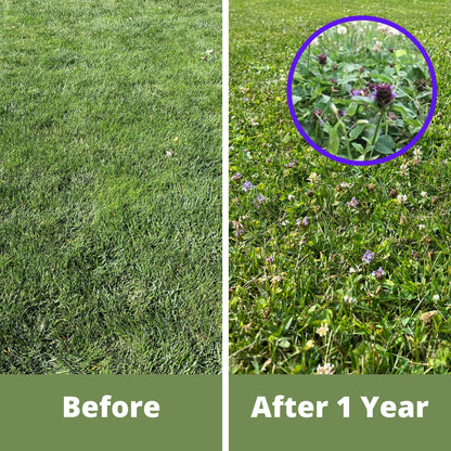 Easy Grow Dutch Clover Bee Lawn Eco-Friendly Kit