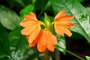 Crossandra-Tropic Flame
