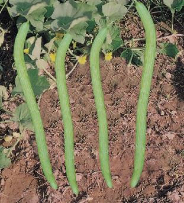 Cucumber-Kakdi