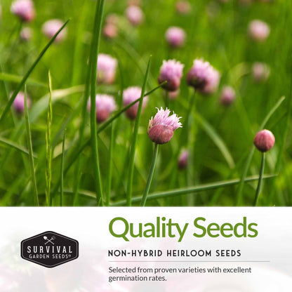 Culinary Herb Seed Collection – 5 Essential Kitchen Herbs for Indoor or Outdoor Growing