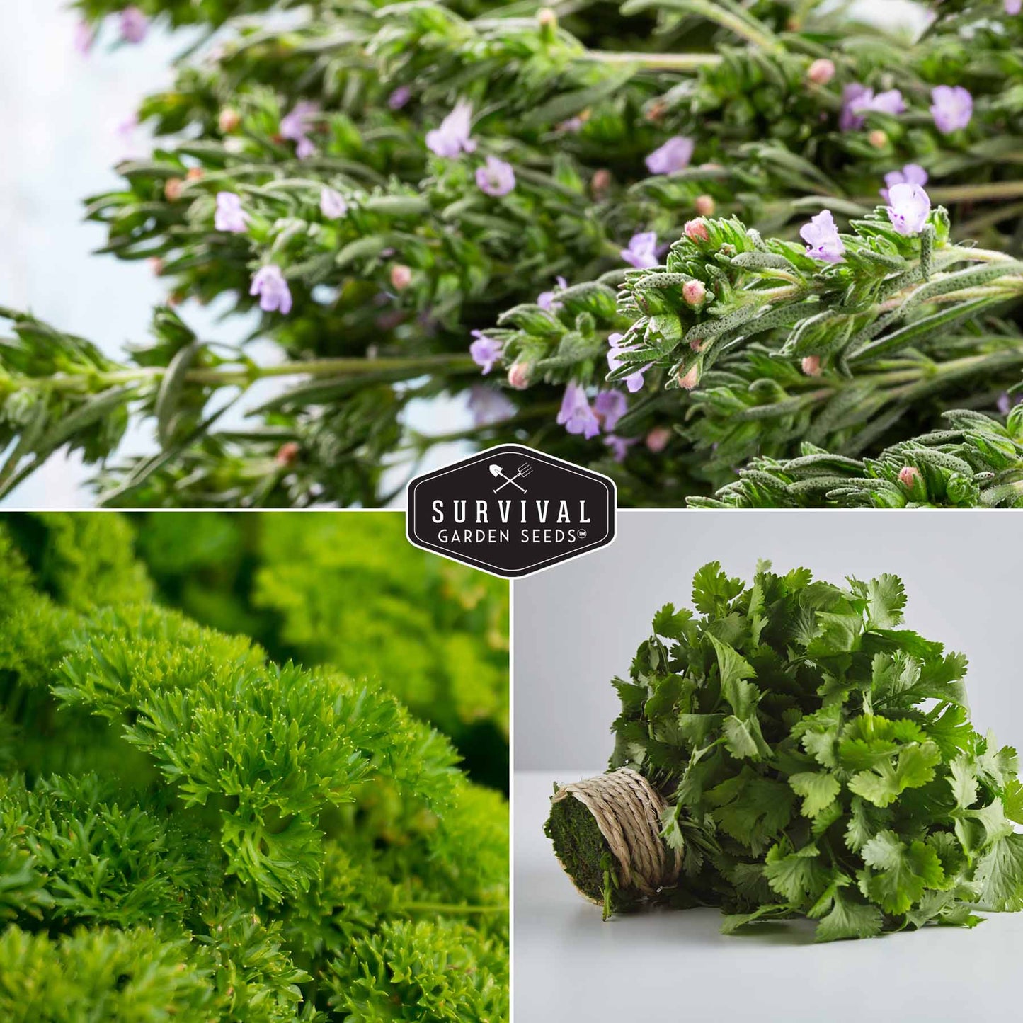 Culinary Herb Seed Collection – 5 Essential Kitchen Herbs for Indoor or Outdoor Growing