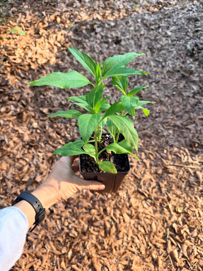 Jerusalem Artichoke/Sunchoke (Helianthus tuberosus)