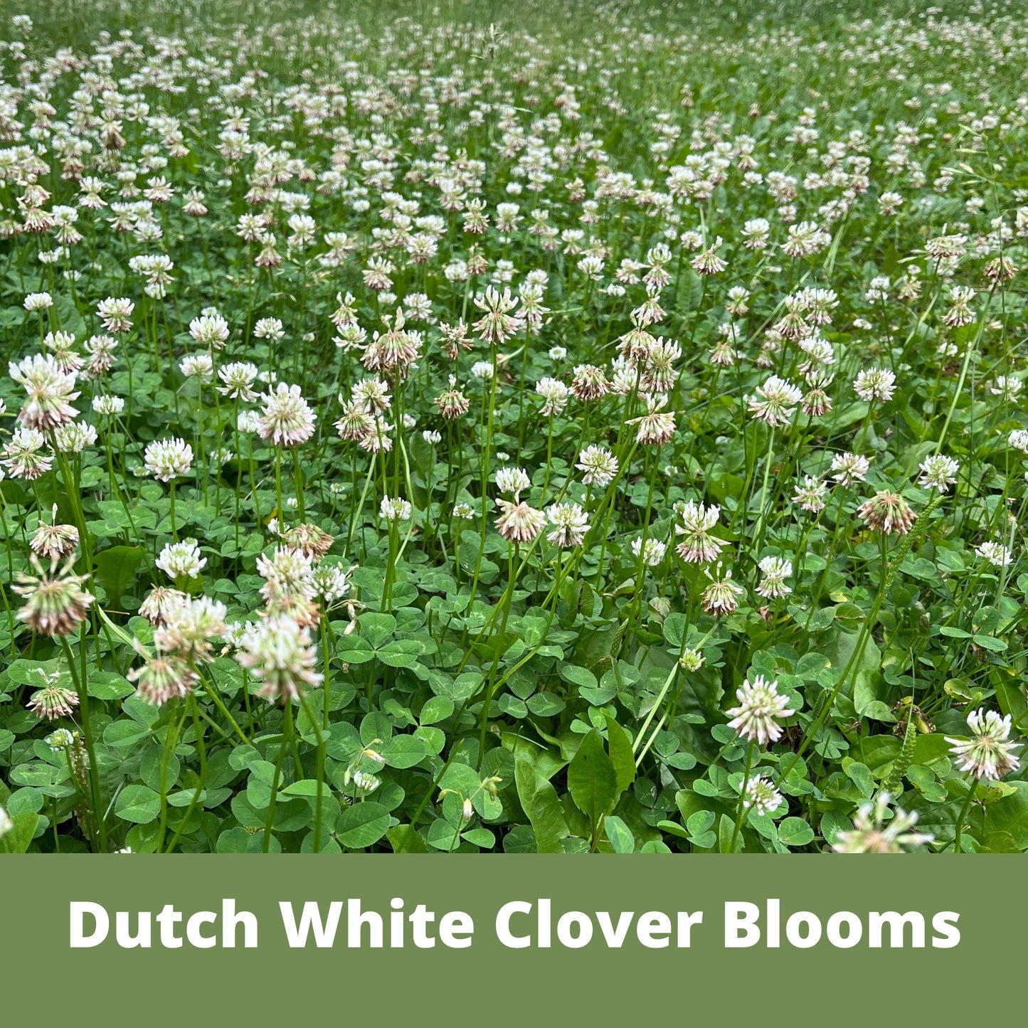Easy Grow Dutch Clover Bee Lawn Eco-Friendly Kit
