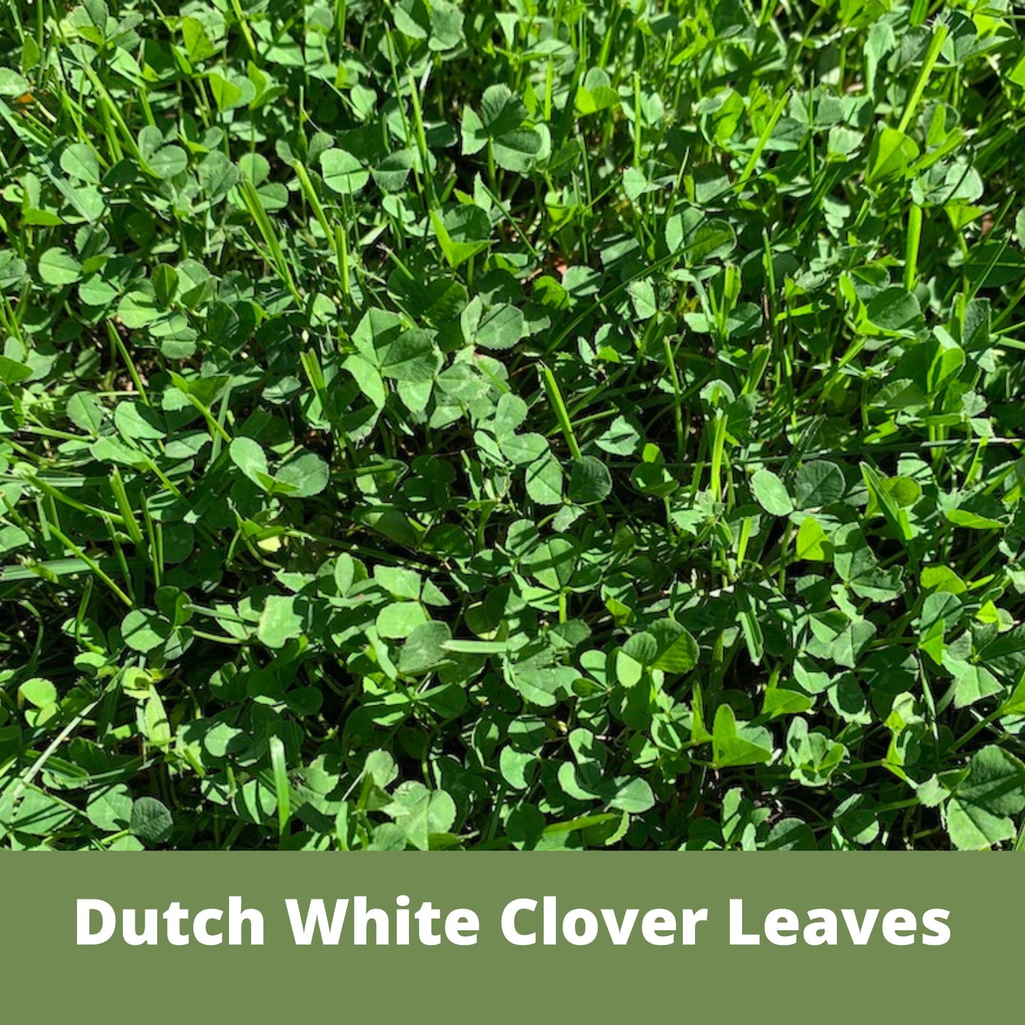 Dutch White Clover Eco-Friendly Seeding Kit