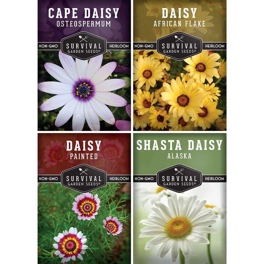 Daisy Seed Collection - 4 Colorful Daisies