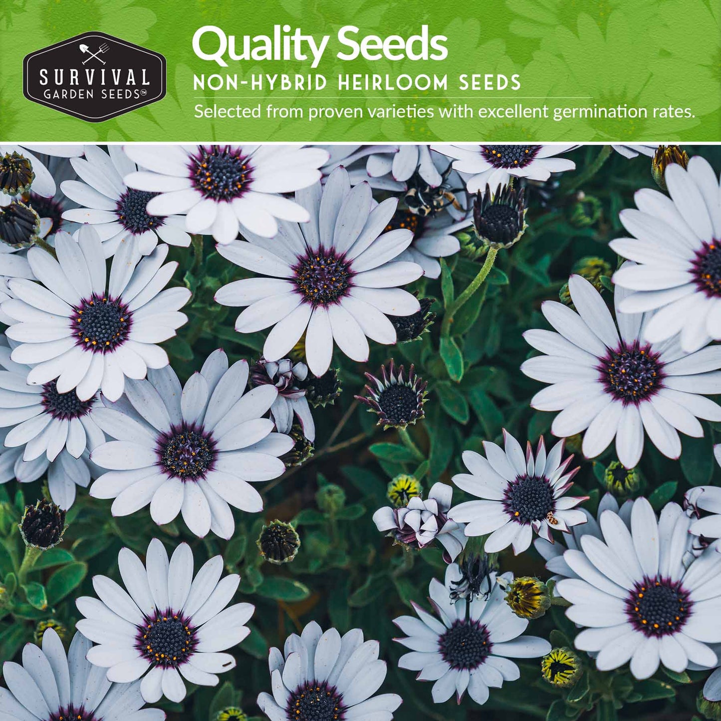 Daisy Seed Collection - 4 Colorful Daisies