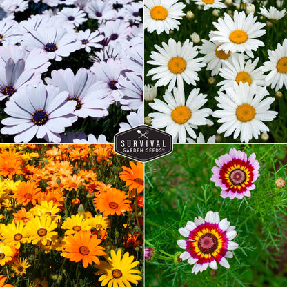 Daisy Seed Collection - 4 Colorful Daisies