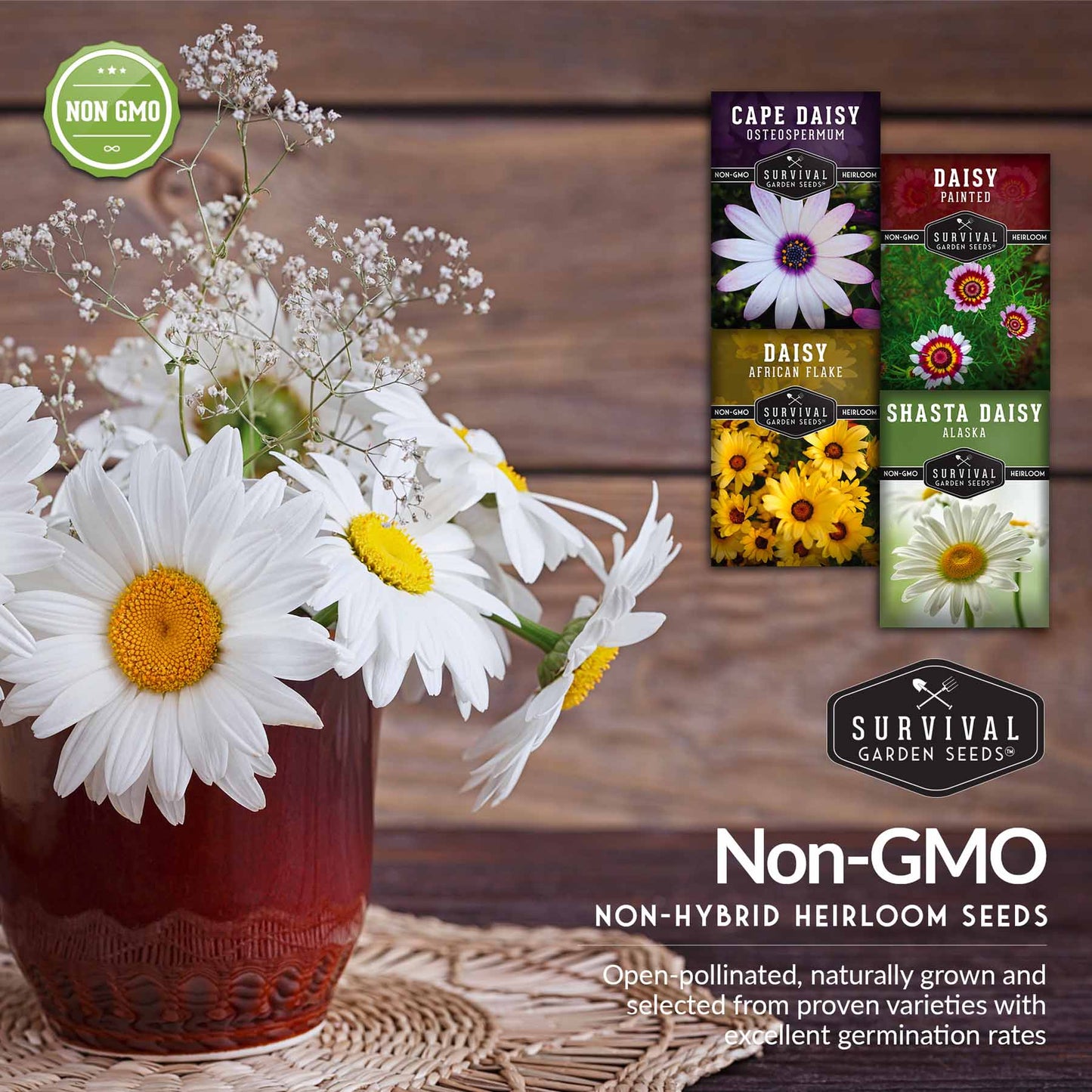 Daisy Seed Collection - 4 Colorful Daisies