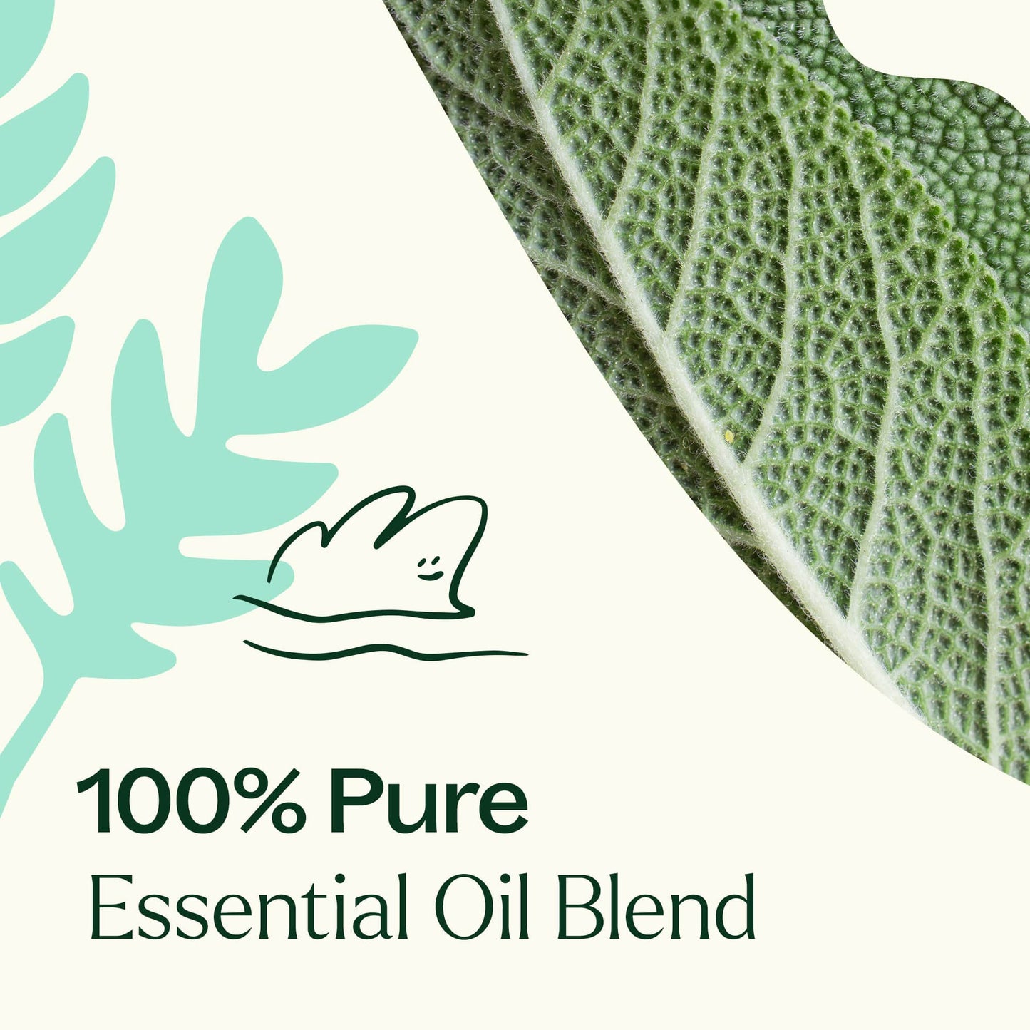 Dalmatian Sage Essential Oil