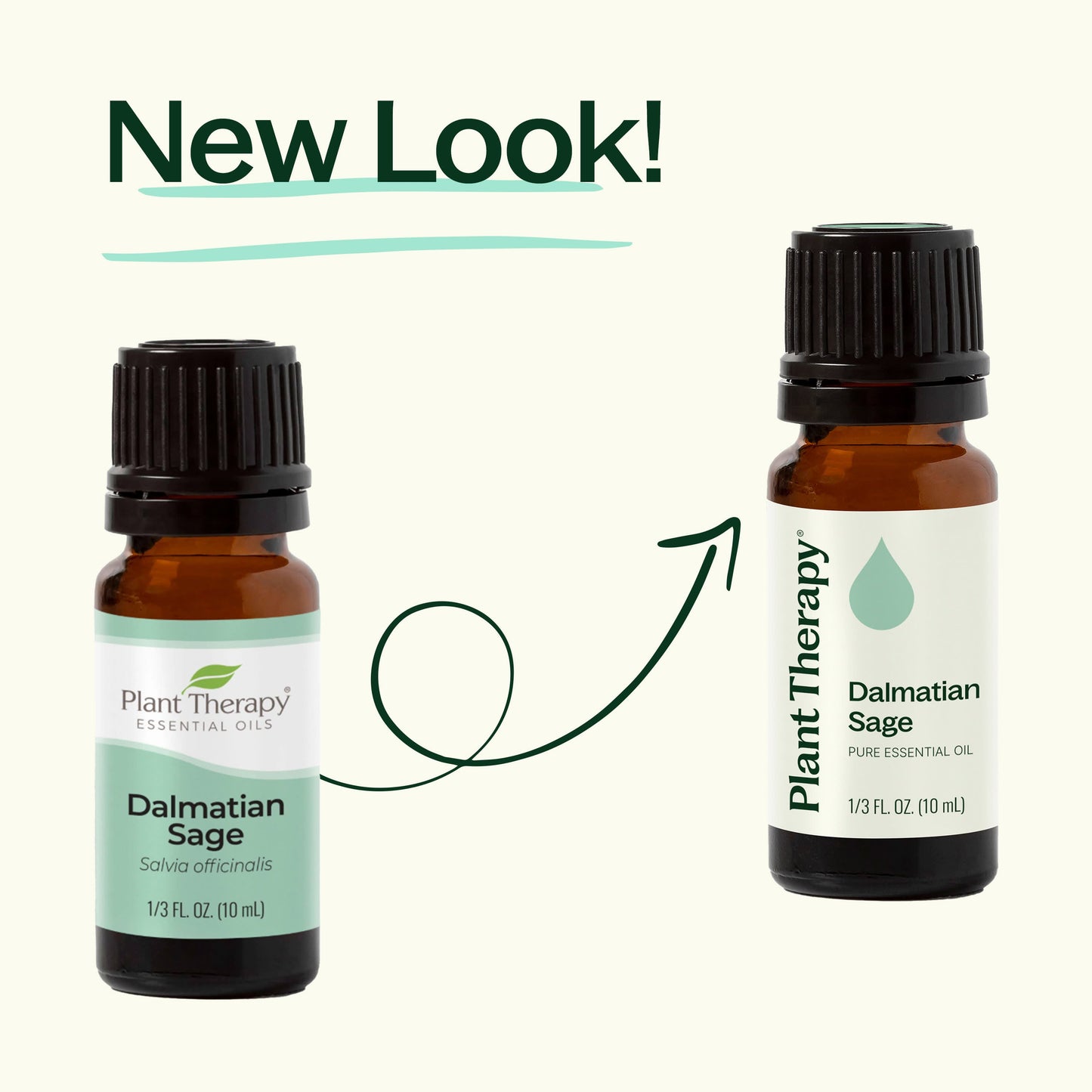 Dalmatian Sage Essential Oil