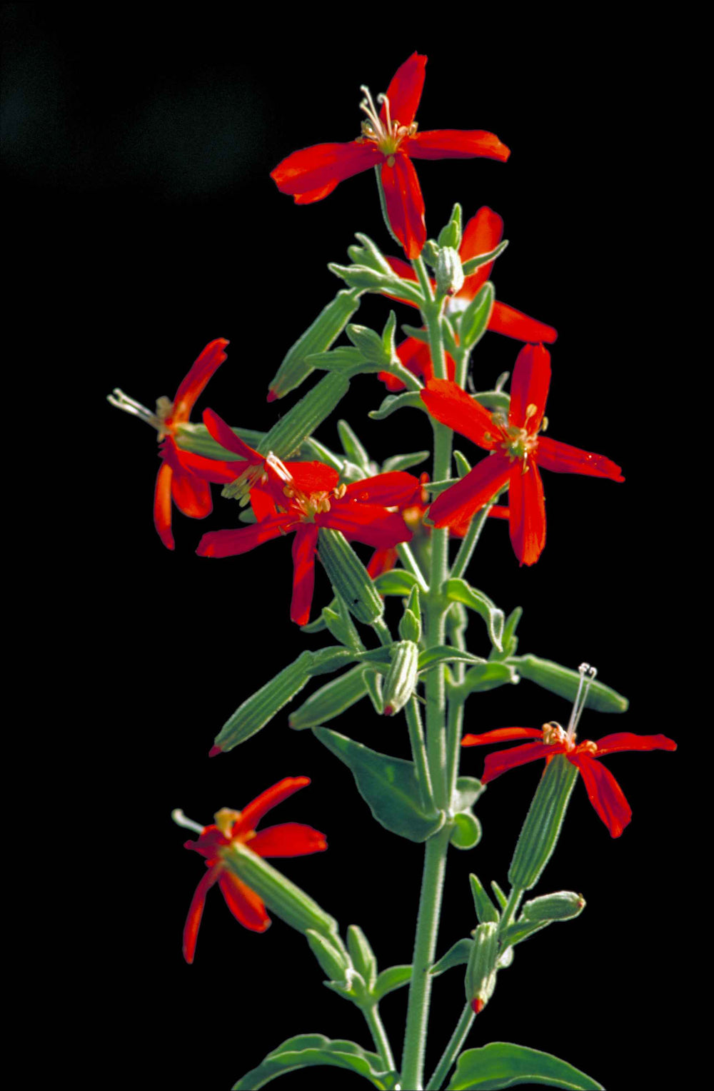 20 Royal Red Catchfly (Silene Regia) Seeds