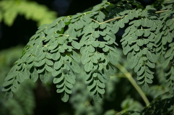 Drumstick Tree (Moringa) Seeds