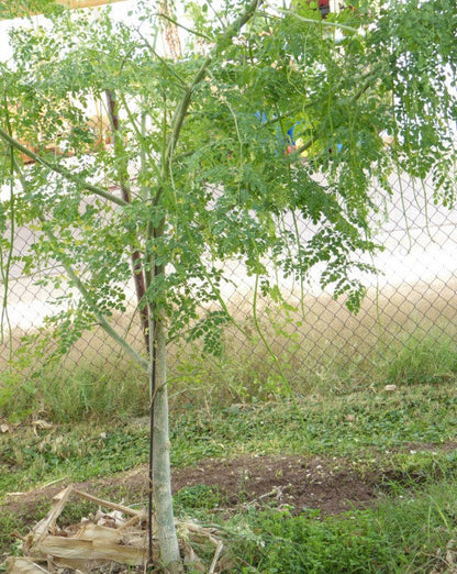 Drumstick Tree (Moringa) Seeds