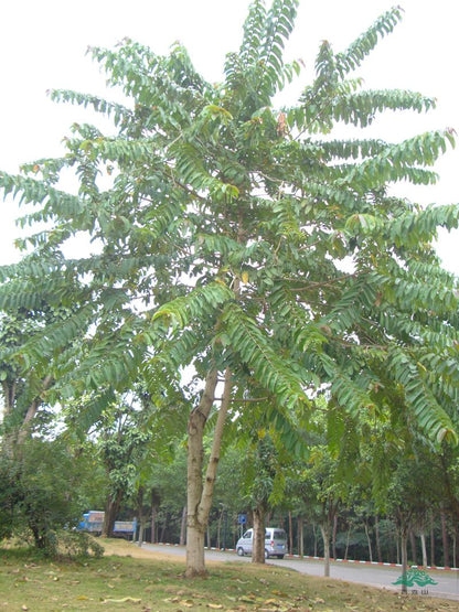 Duabanga Grandiflora Edible Shade Tree 100+ Seeds, Rare Tropical Large Flowers