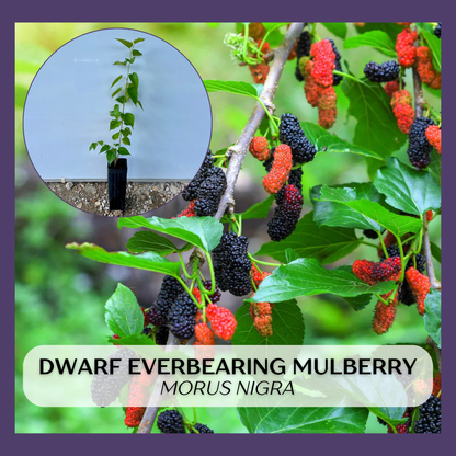Dwarf Everbearing Mulberry