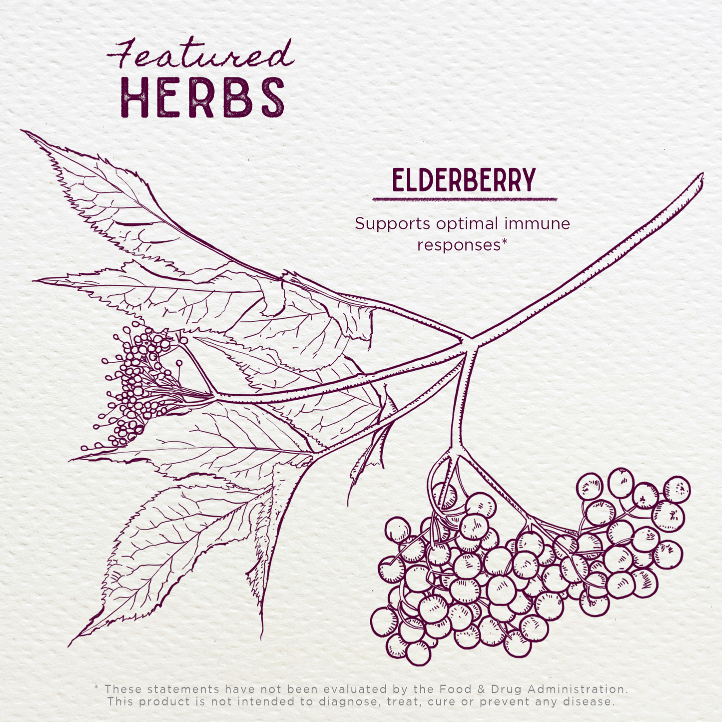 Elderberry Simple