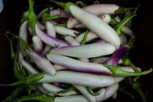 Eggplant-Bride