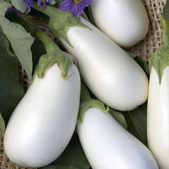 Eggplant-Cloud Nine