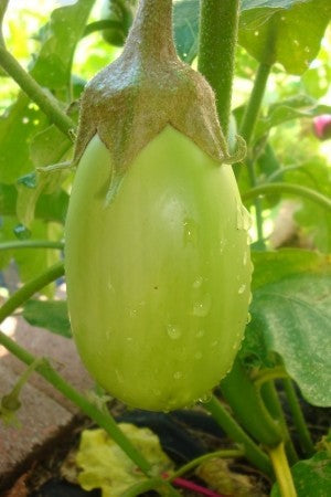 Eggplant-Andaz