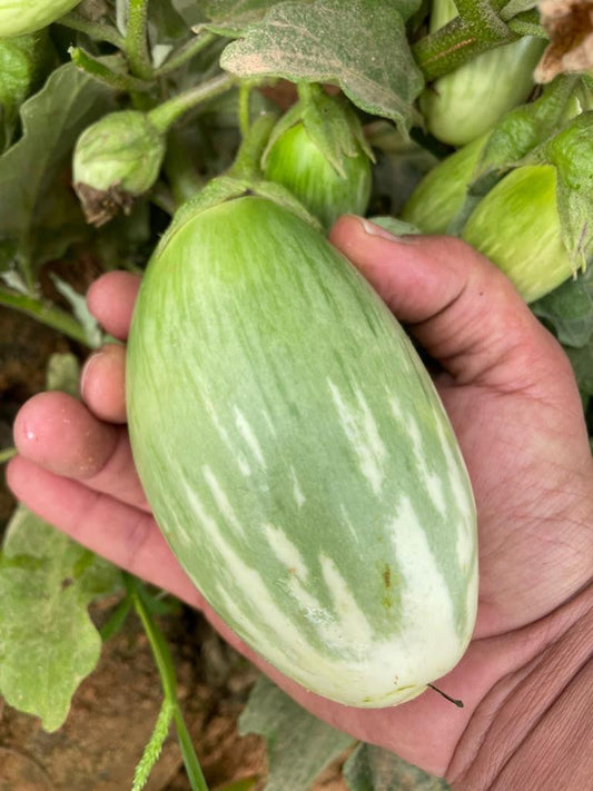 Eggplant-Green Bharta